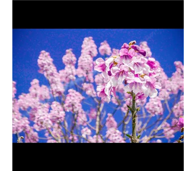 Bio-Co2-Klimabaum Kiri