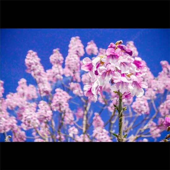 Bio-Co2-Klimabaum Kiri