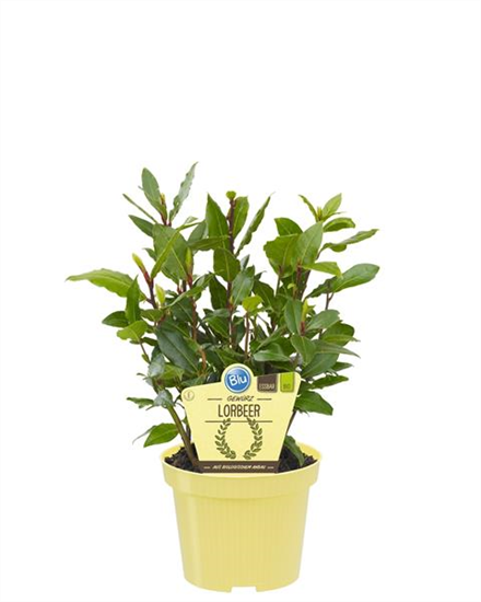 Bio Gewürzlorbeer Blu-Blumen P12