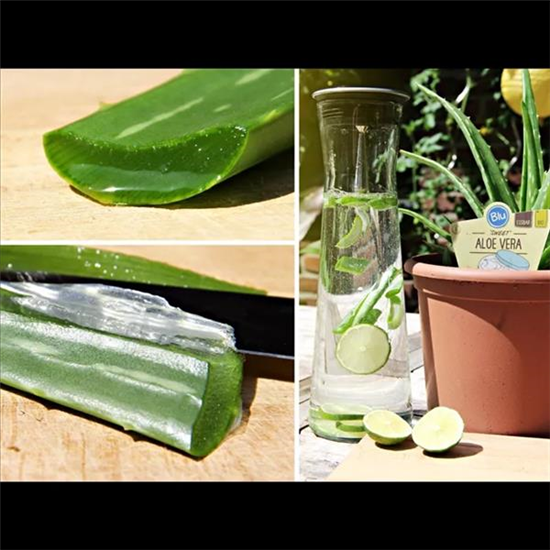 Bio Aloe Vera 'sweet' Blu-Blumen 