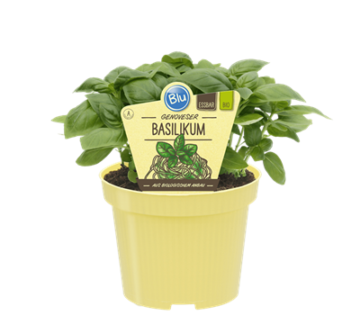 Bio-Basilikum GenoveserOcimum basilicum