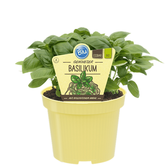 Bio-Basilikum GenoveserOcimum basilicum