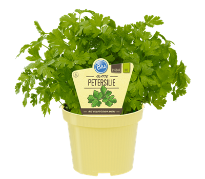 Bio Petersilie - Glatte Petersili