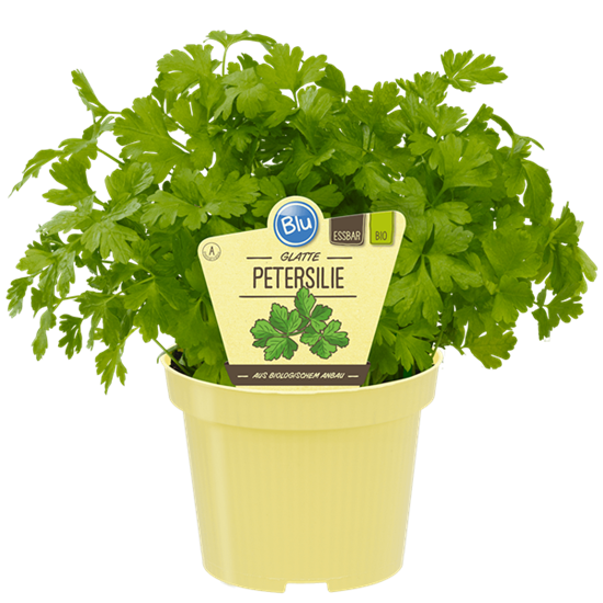 Bio Petersilie - Glatte Petersili