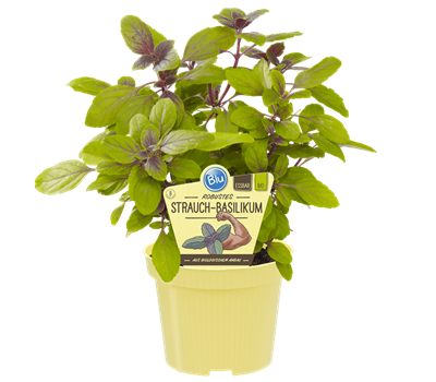 Bio Basilikum Strauchbasilikum