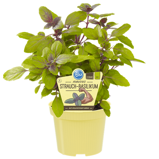 Bio Basilikum Strauchbasilikum