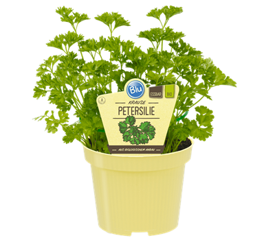 Bio Petersilie - Krause Petersilie