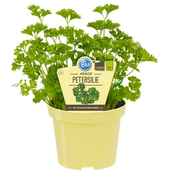 Bio Petersilie - Krause Petersilie