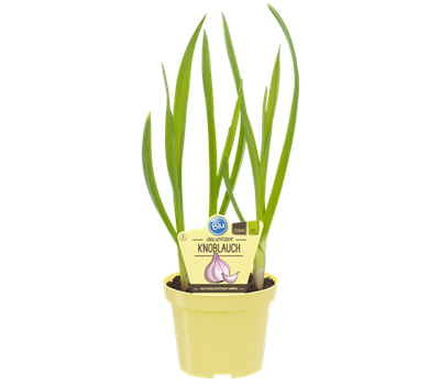 Bio Lauch Knoblauch