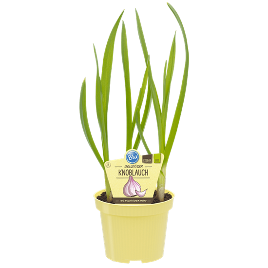 Bio Lauch Knoblauch