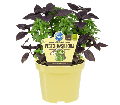 Bio Basilikum Pesto-Basilikum