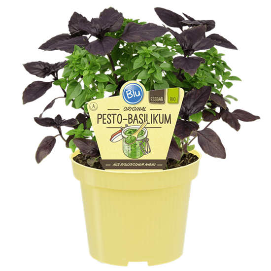 Bio Basilikum Pesto-Basilikum