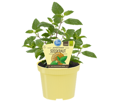 Bio Süßkraut Aztekisches