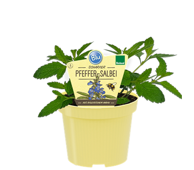 Bio Salbei Pfeffer-Salbei