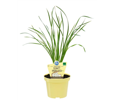 Bio Schnittknoblauch