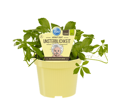 Bio Kraut der Unsterblichkeit