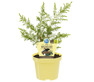 Blu-Blumen(E) Bio-Grill-WacholderJuniperus communis 'Meyer' 