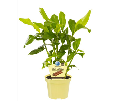 Bio Zimt-Aroma