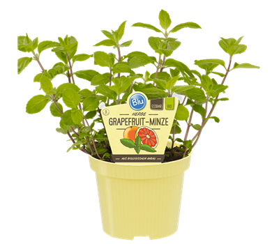 Bio Minze Grapefruit-Minze