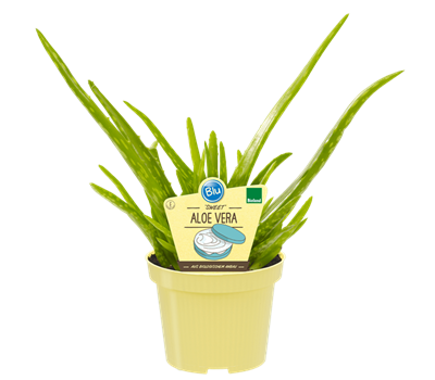 Bio Aloe vera 'Sweet'