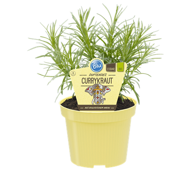 Bio Currykraut