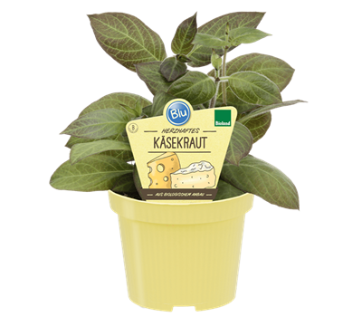Bio Käsekraut