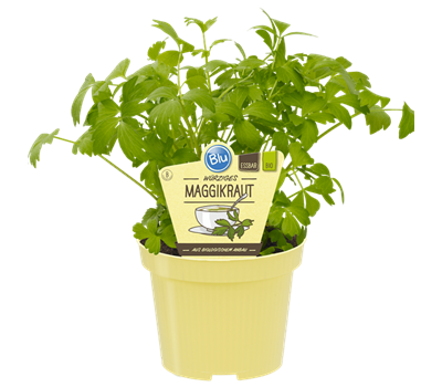 Blu-Blumen(B) Bio-MaggikrautLevisticum officinale