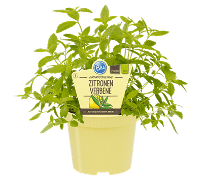 Bio Zitronenverbene
