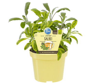 Bio Salbei Echter Salbei