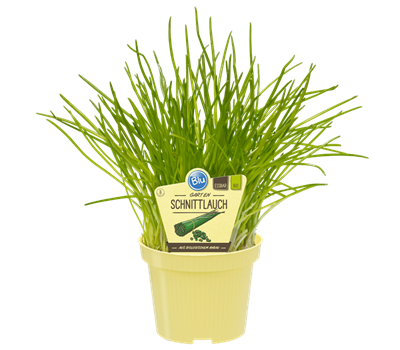 Bio Lauch Gartenschnittlauch