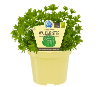 Bio Waldmeister