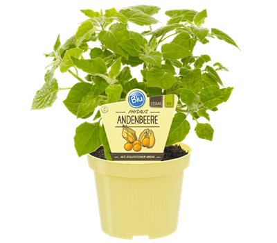 Bio Andenbeere (Physalis)