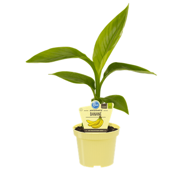 Bio Banane winterhart