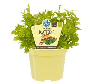 Bio scharfer Blattsenf