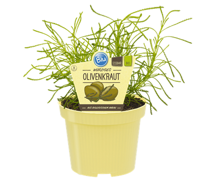 Bio Olivenkraut