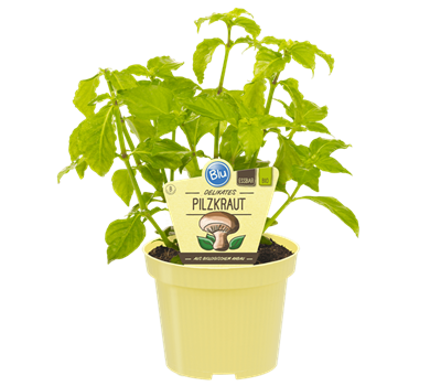Bio Pilzkraut