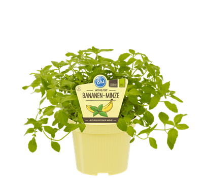 Bio Minze Bananen-Minze