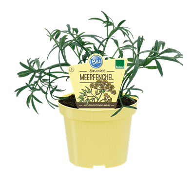 Bio Meerfenchel