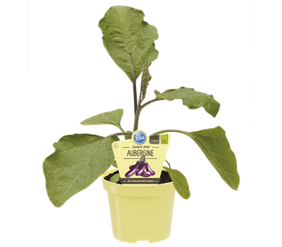 Bio Aubergine Super Mini