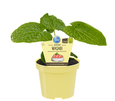 Bio Wasabi Echter