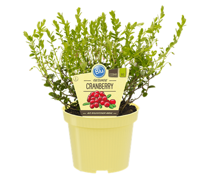 Bio Cranberry