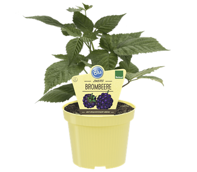 Bio Zwerg-Brombeere