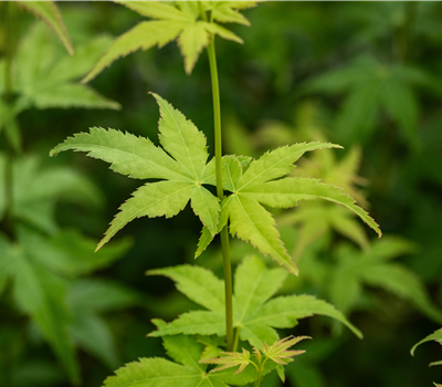 Der Leuchtfeuer-Ahorn: Acer palmatum 'Bi-hoo'