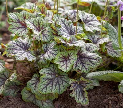 Garten-Purpurglöckchen 'Green Spice'