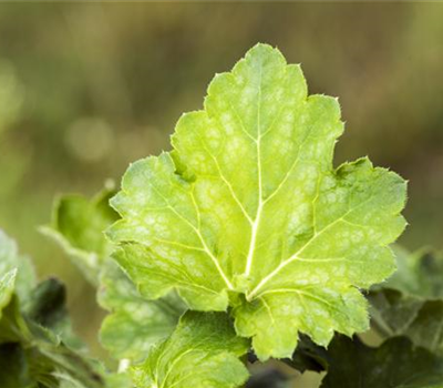 Garten-Purpurglöckchen 'Dale´s Strain'