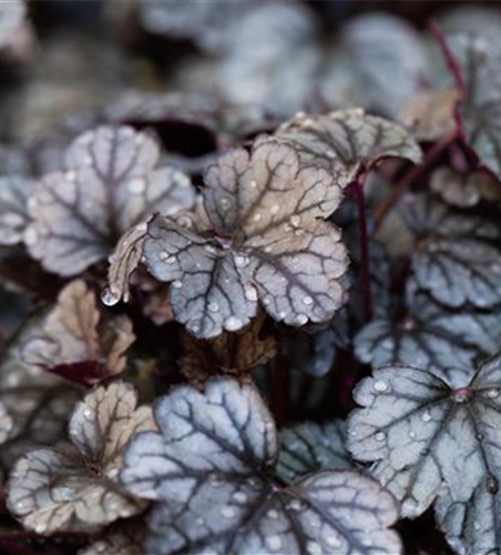 Garten-Silberglöckchen 'Sugar Frosting'