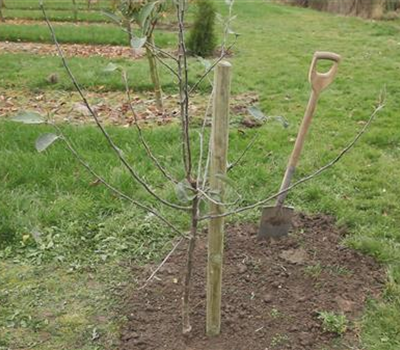 Apfelbaum - Einpflanzen im Garten