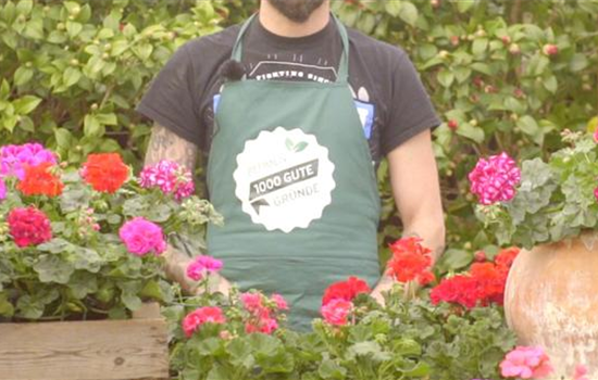 Geranienfieber Geranienfieber