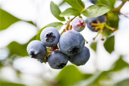 Heidelbeere 'North Country'