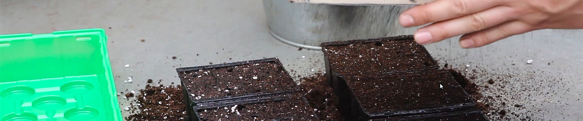 Blaukissen - Aussäen von Samen (thumbnail).jpg